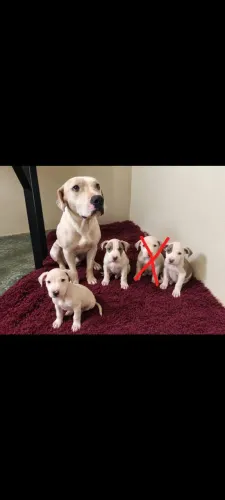Filhotes pitbull