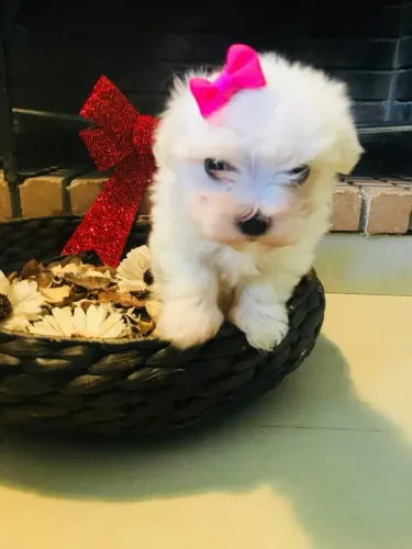 Maltês Minizinho cão de luxo
