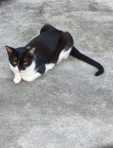 Gata para adoção responsável