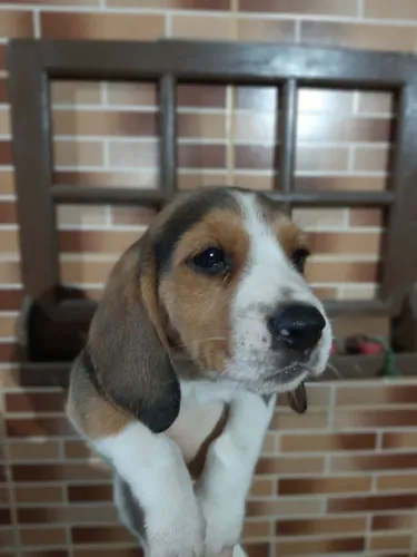 Canil Especializado na Raça Beagle com Pedigree