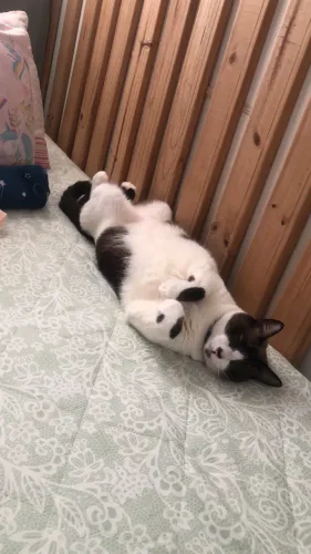 Gato para doação