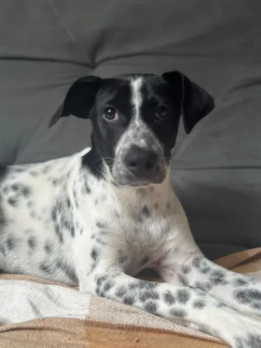 Cachorro de aproximadamente 4 meses para adoção responsavel