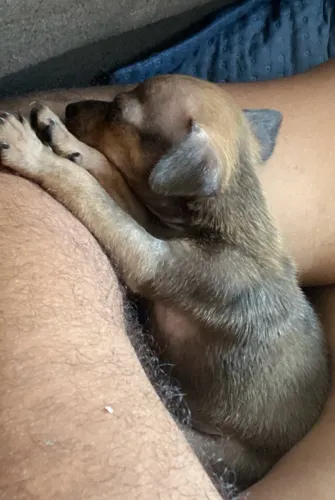 Pinscher 00