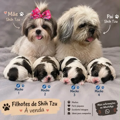Filhotes de Shih Tzu Machos - R$ 1.000,00