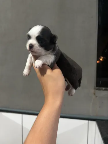 Filhote de chihuahua macho pelo longo azul 