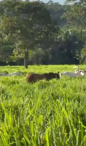 FAZENDA A VENDA EM RONDONOPOLIS PORTEIRA FECHADA