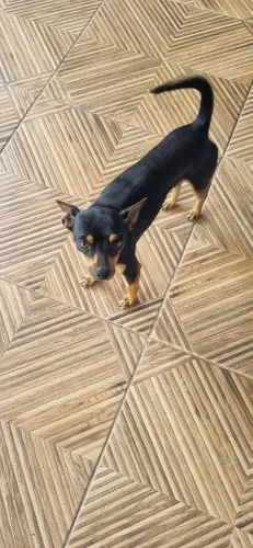 Doa-se pinscher