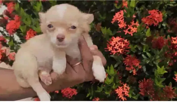 Chihuahua resiliente 