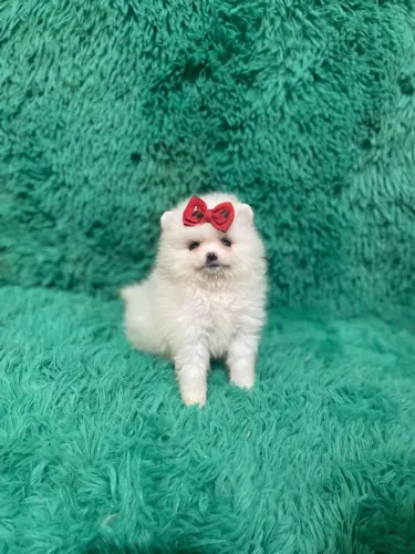 Lulu da Pomerania amor que ilumina seu lar e alegria diariamente.