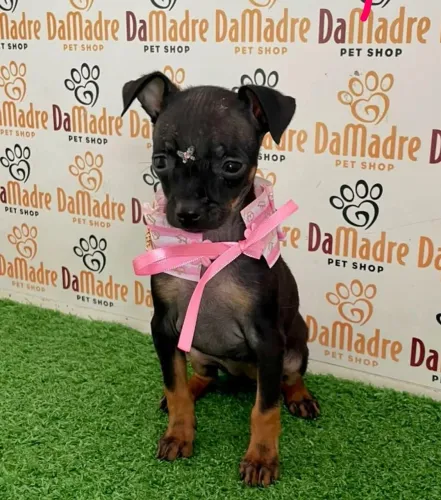 Pinscher Fêmea