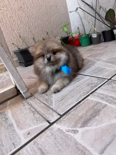 Spitz alemão merle