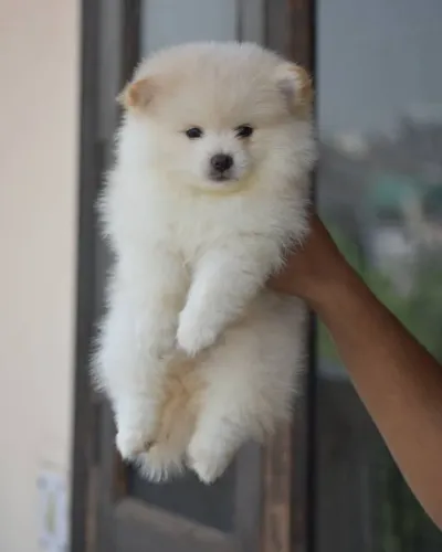 Spitz Que Traz Leveza Para O Seu Lar