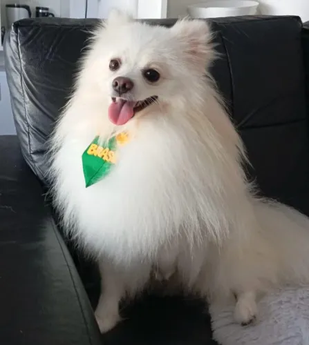 Vendo Spitz Alemão com 1 ano e 3 meses