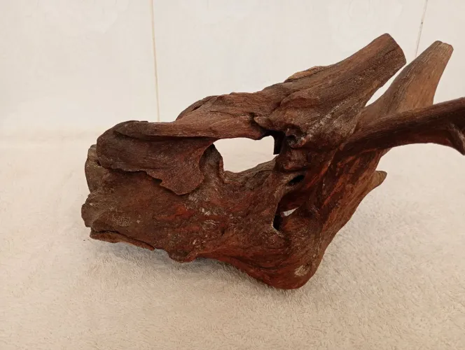 Esculpido pela natureza, tronco de de árvore. Inestimável ?