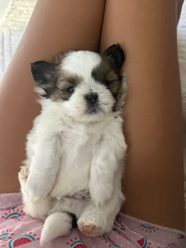 Shi tzu macho 