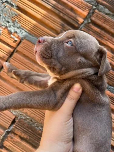 Pitbull american bully