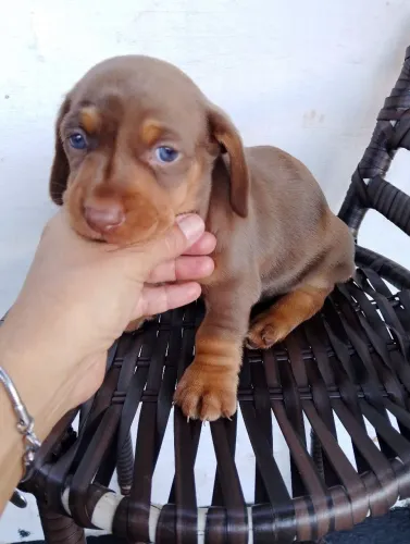 Dachshund macho