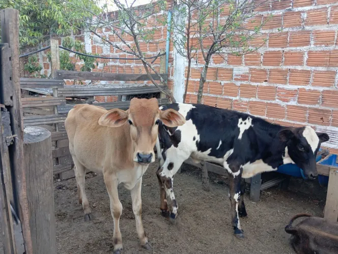 Bezerras 
