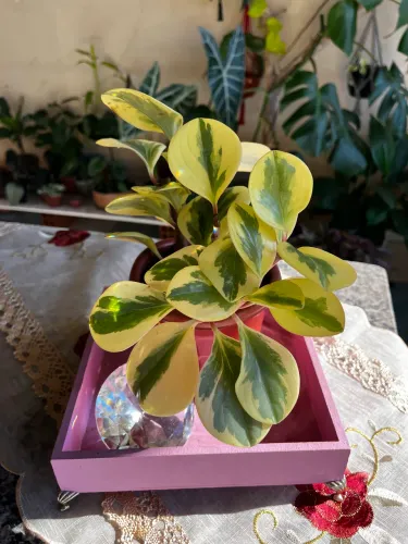 Peperômia Obtusifolia - Planta Linda e Muito Fácil de Cuidar