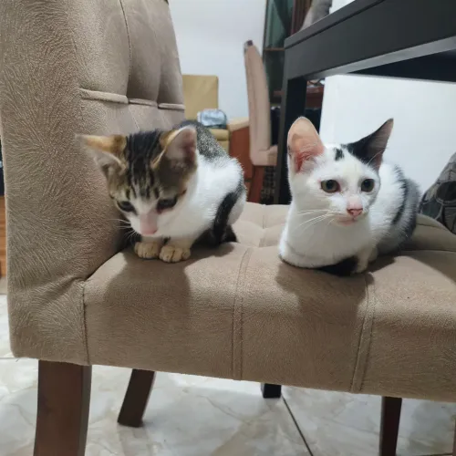 Lindos filhotes gatinhos doação 
