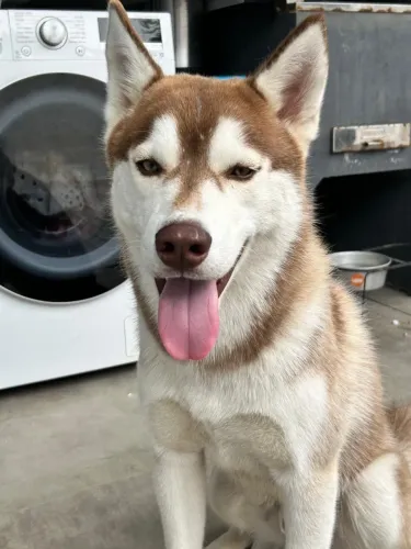 ADOÇÃO RESPONSÁVEL - HUSKY SIBERIANO