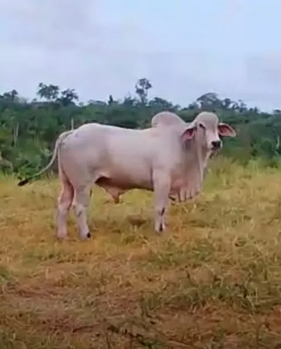 Touro Tabapuã PÔ