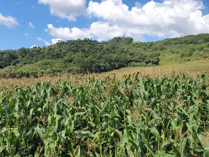 6.5 Alqueires com 3,5 de lavouras aceita imóveis na cidade Enéas e Beltrão
