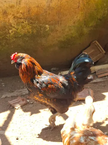 Vendo galos e frangos de genetica de ovos coloridos