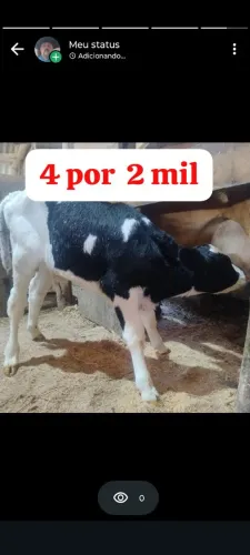 Terneiros e bezerros 