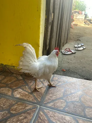 Doação garnisés machos