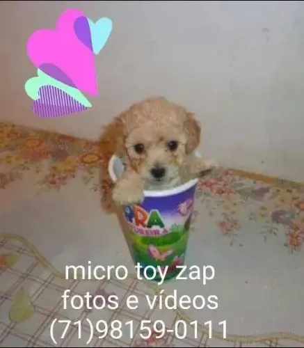 Dia das crianças ta chegando o melhor presente tamanho garantido sem enganos