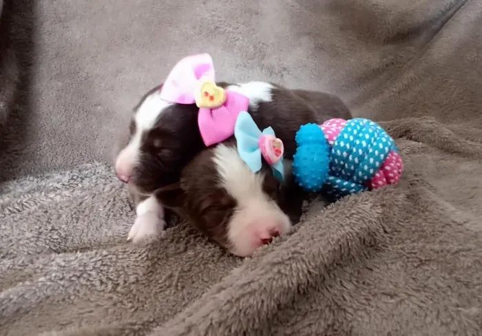 Border Collie com Pedigree