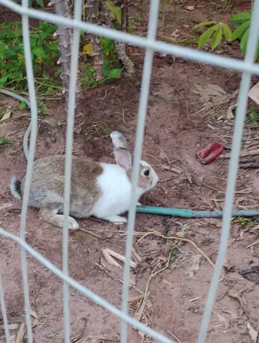 Vende-se coelho