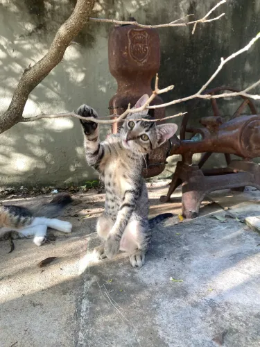 Gata filhote tigrada fofa pra adoção. 