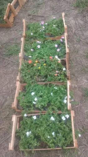 Plantas e jardins produtor