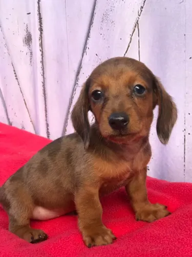 Dachshund