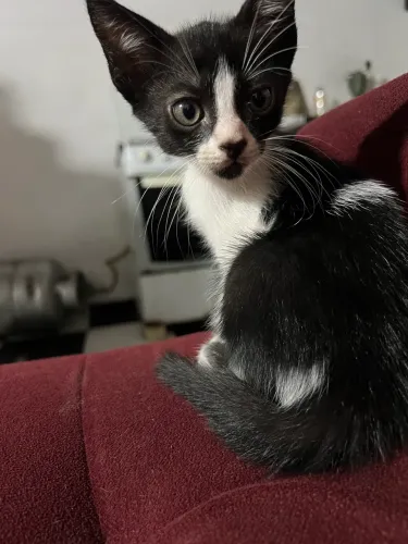 Gatinhos pra adoção todos vermifugado 