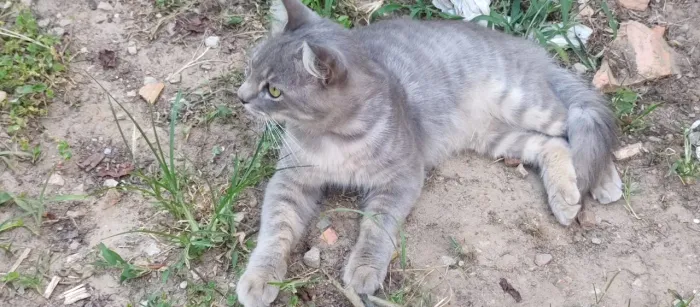 Gato cinza Rajadinho