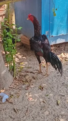 Galos mura
