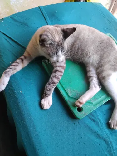 Gato para adoção 