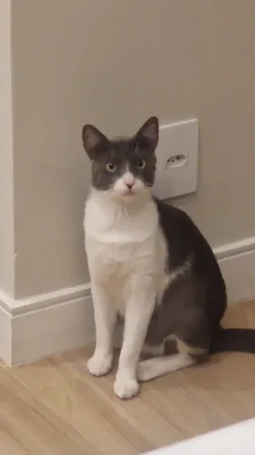 Doa-se gato castrado