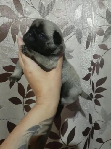 Filhotes de pug abricó