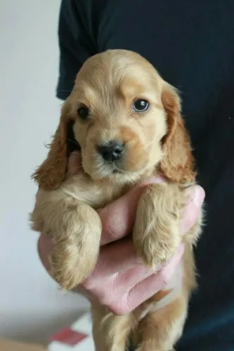 Cocker Spaniel Ingles Afeto que floresce no ambiente