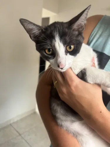 Doa-se gatinho