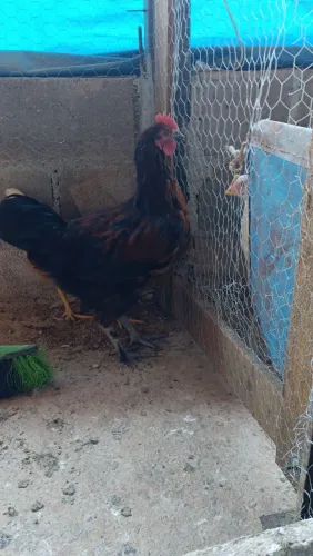 Frango postura chocolate 