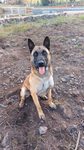Pastor belga Malinois 