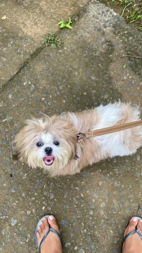 Shih tzu 