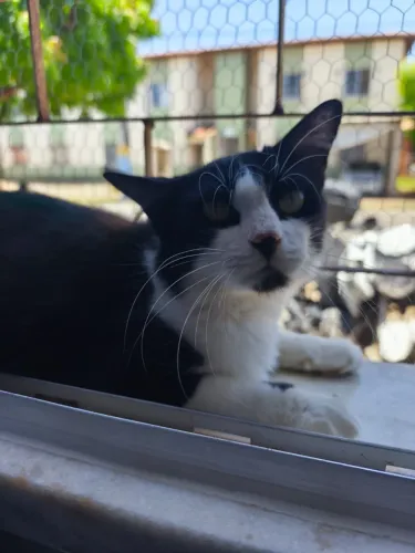 Gata castrada para adoção responsável 