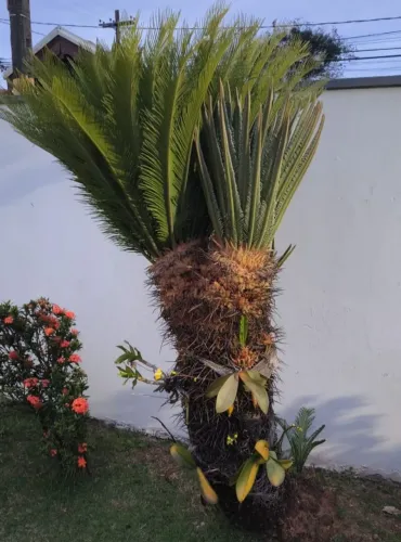 CICA REVOLUTA RARA 2 CABECAS