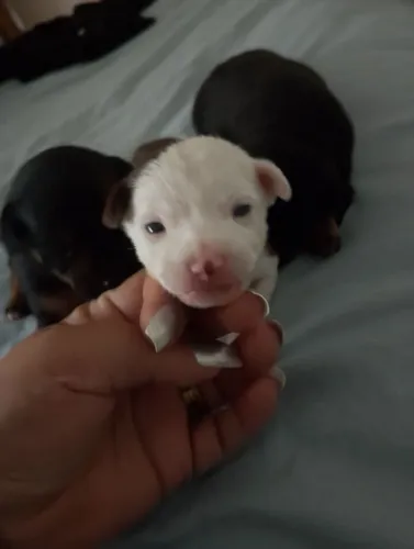 Pinscher